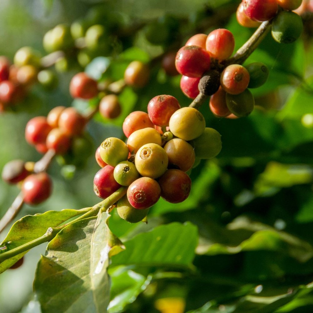 Grains de café vert sur l'arbre le Caféier à l'état naturel.