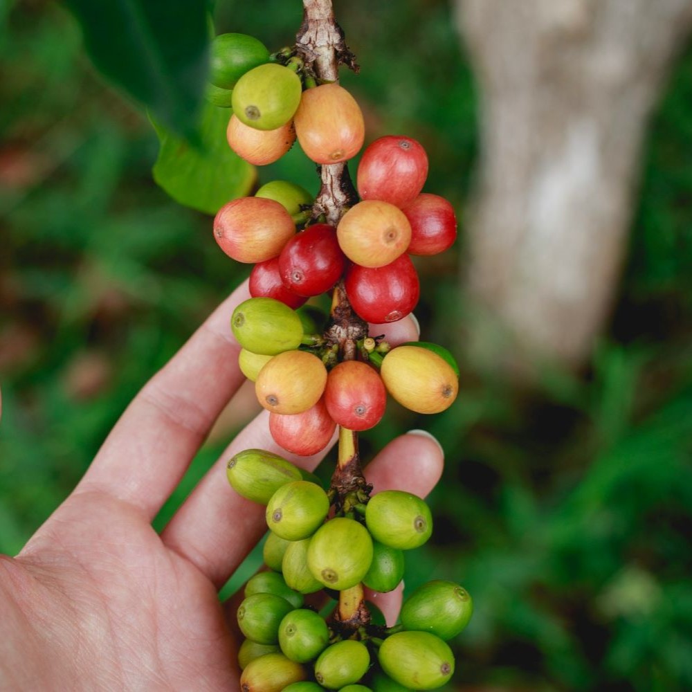 Personne qui tient une branche de caféier avec des cerises de café accrochées.